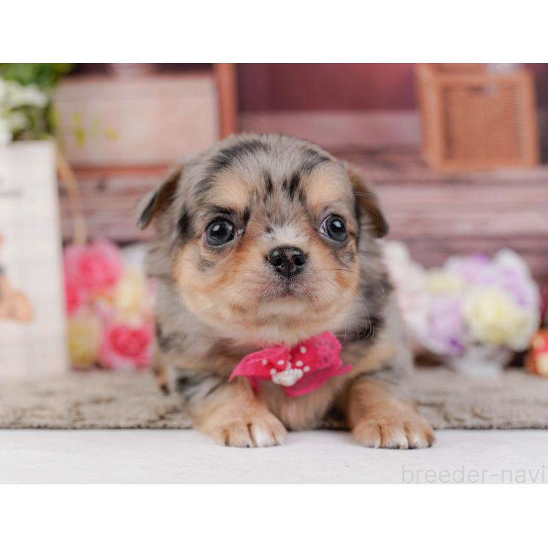 販売中の神奈川県のチワワ(ロングコート)-441121の12枚目