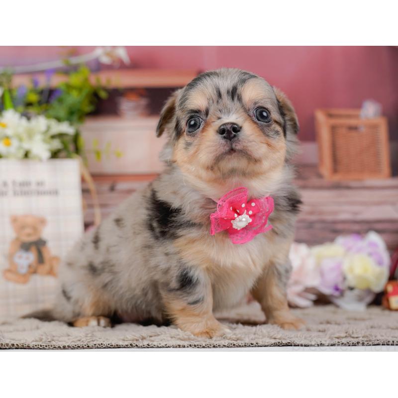 販売中の神奈川県のチワワ(ロングコート)-441121の11枚目