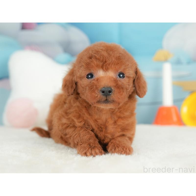 販売中の栃木県のトイプードル-441218の6枚目