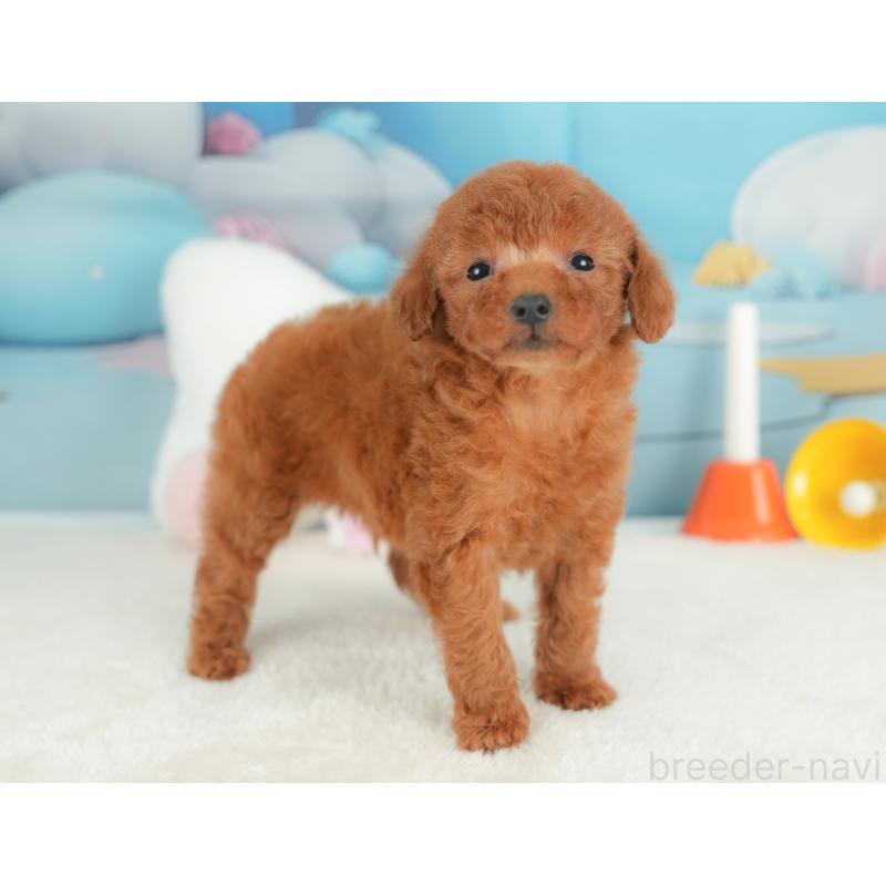 販売中の栃木県のトイプードル-441218の5枚目