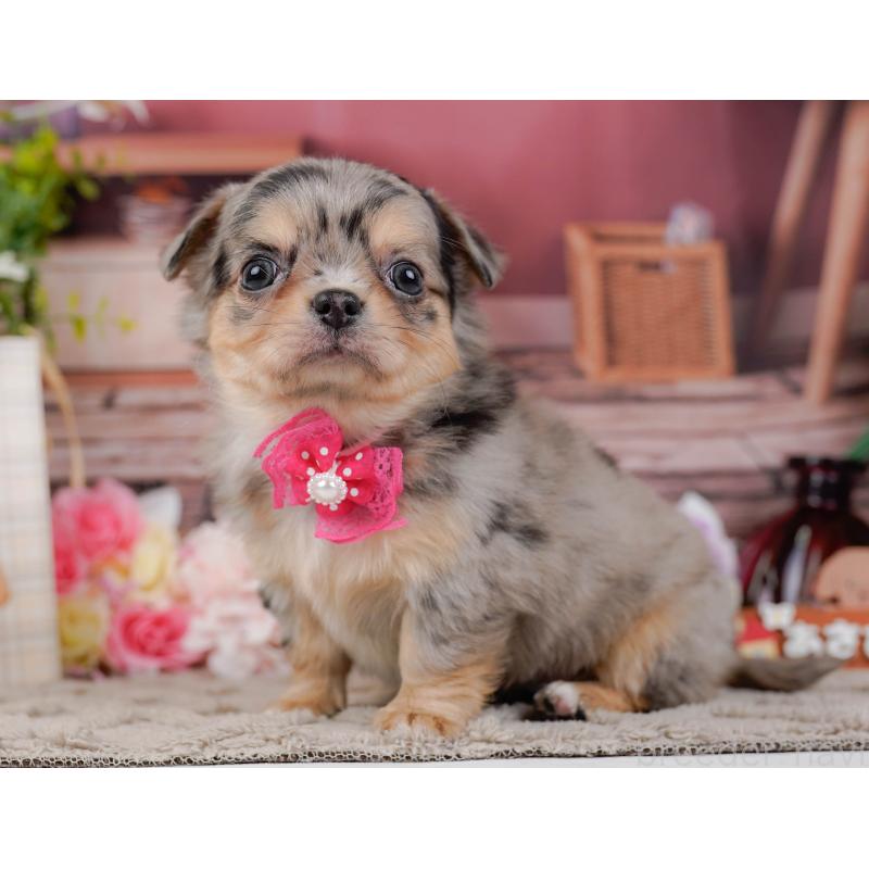 販売中の神奈川県のチワワ(ロングコート)-441121の10枚目