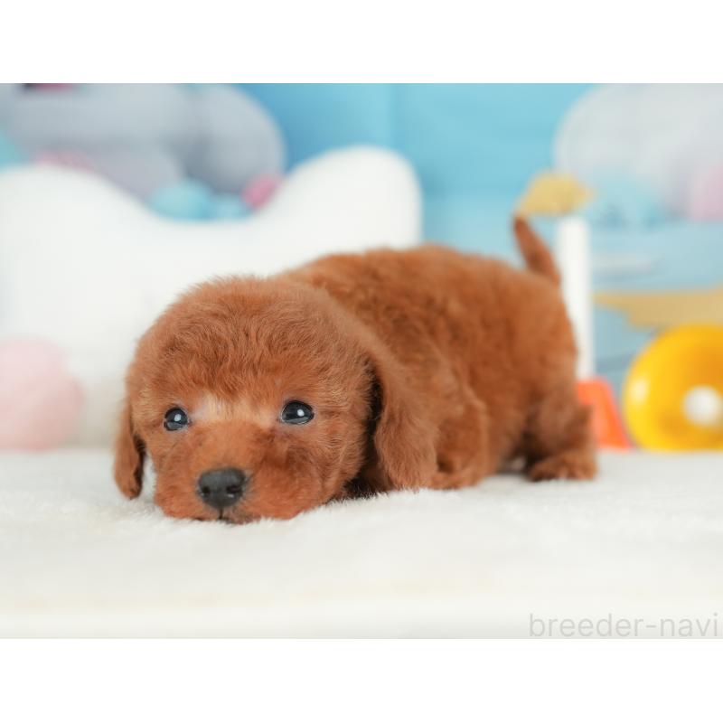 販売中の栃木県のトイプードル-441218の4枚目