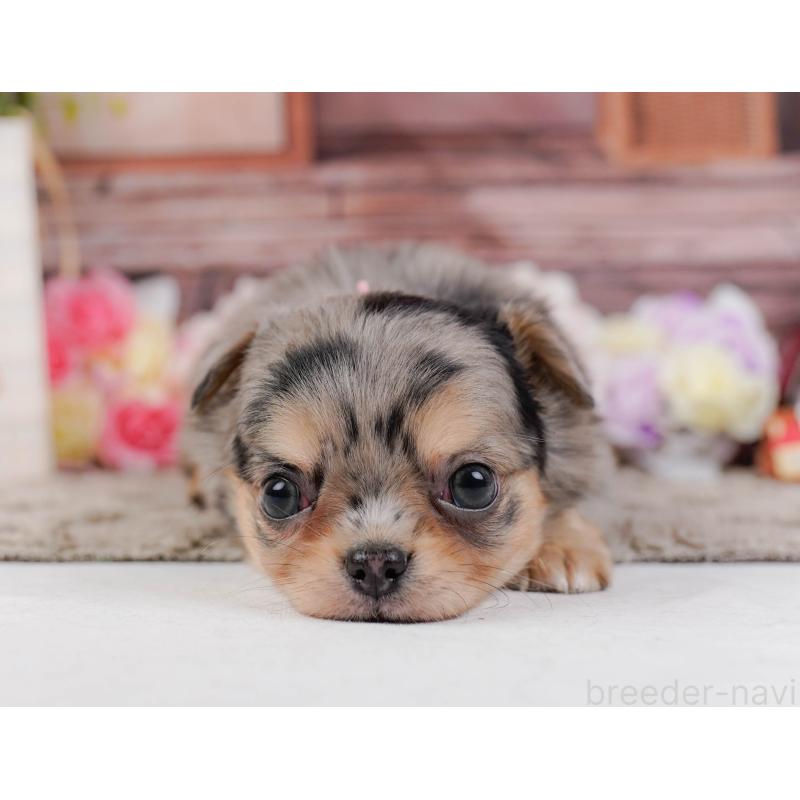 販売中の神奈川県のチワワ(ロングコート)-441121の9枚目