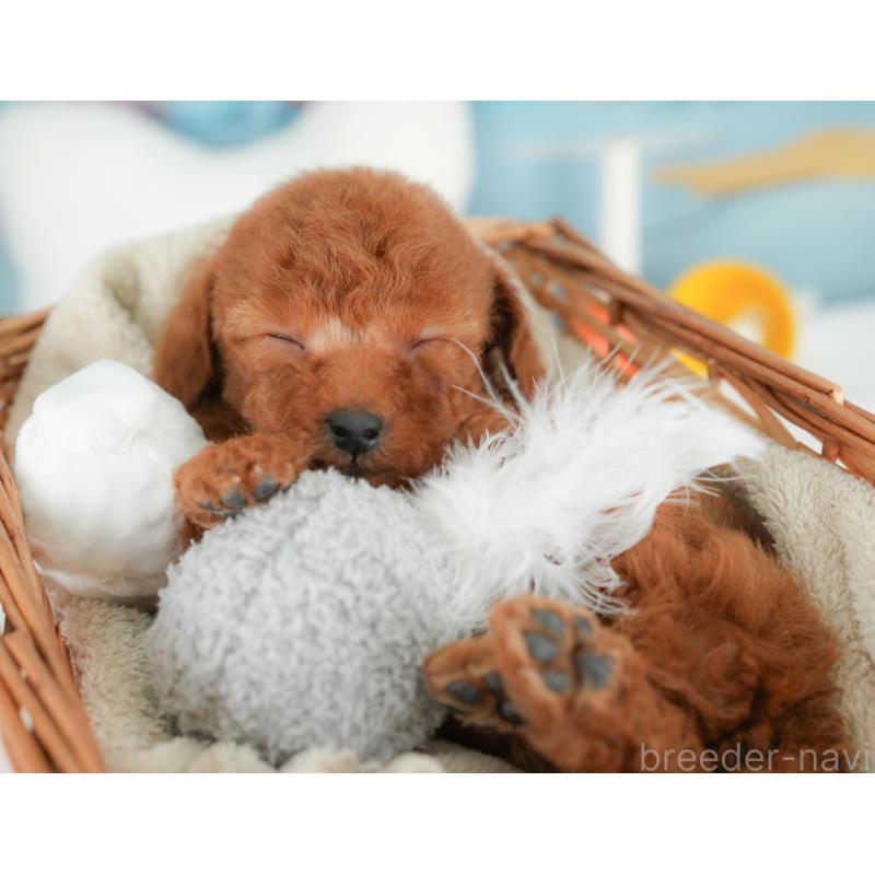 販売中の栃木県のトイプードル-441218の3枚目