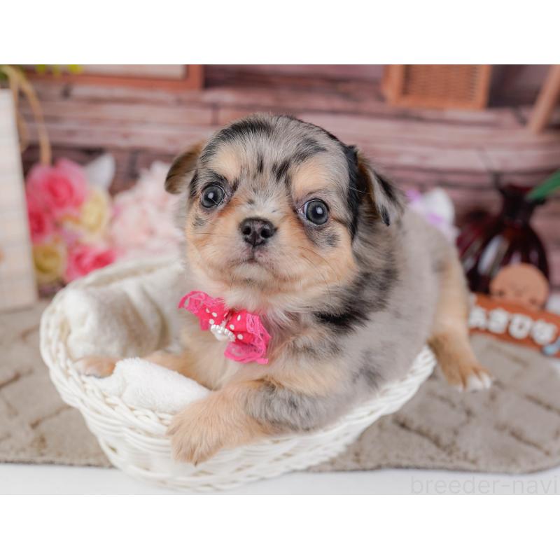 販売中の神奈川県のチワワ(ロングコート)-441121の8枚目