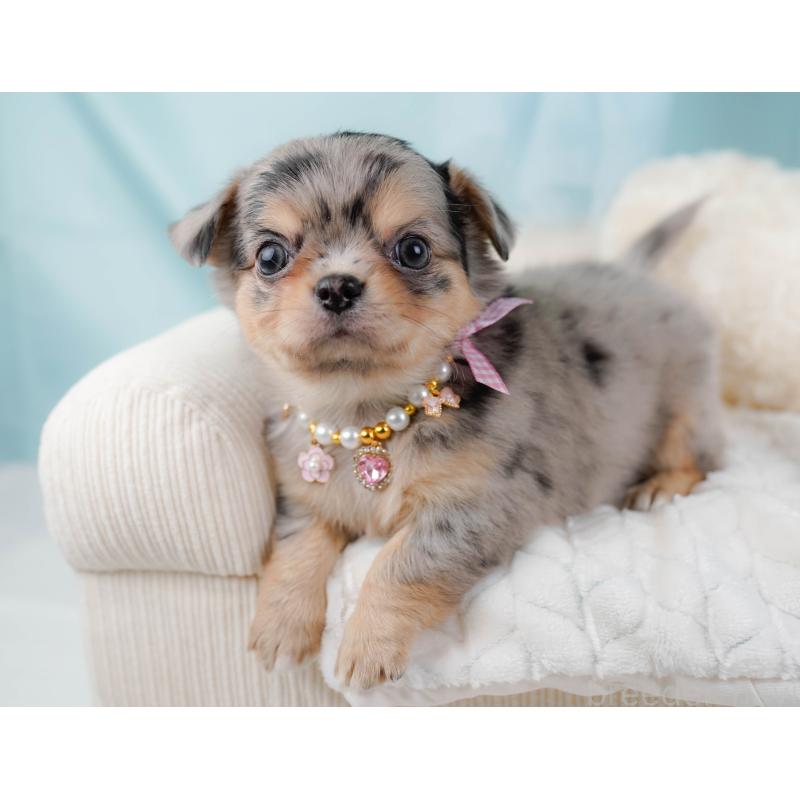 販売中の神奈川県のチワワ(ロングコート)-441121の7枚目