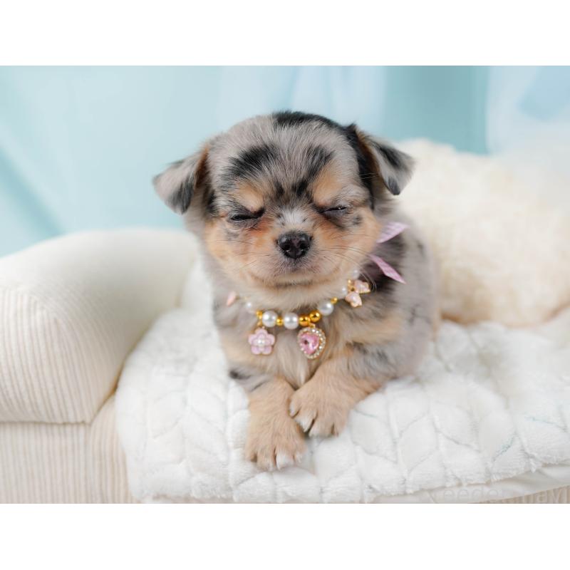 販売中の神奈川県のチワワ(ロングコート)-441121の6枚目