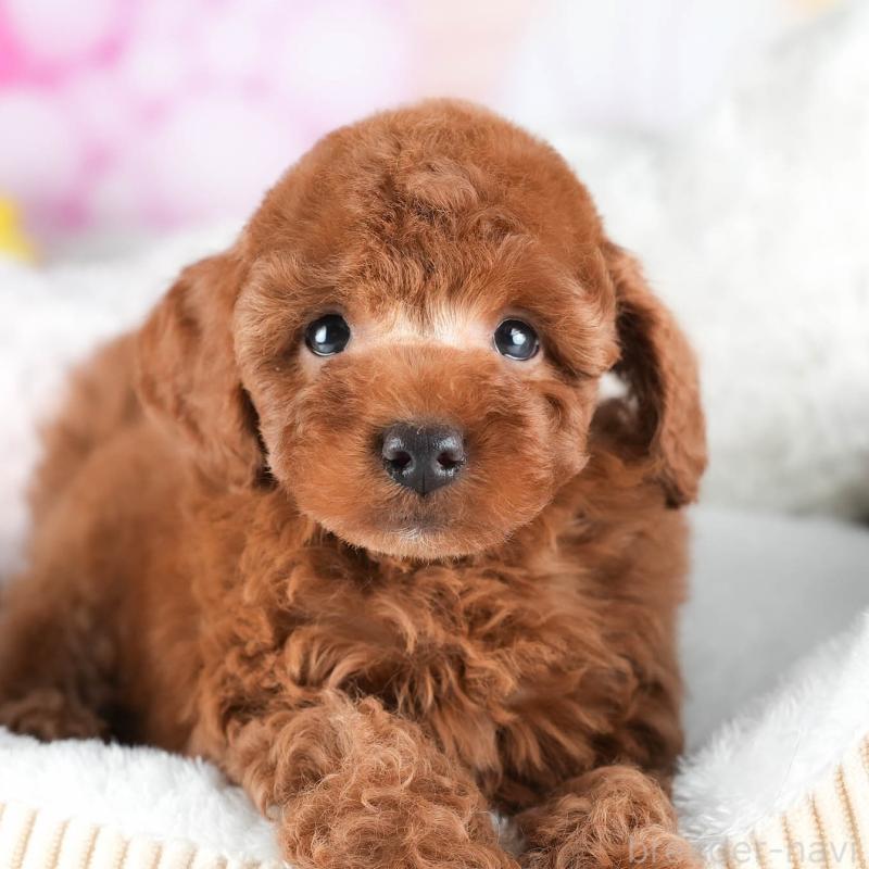 販売中の茨城県のトイプードル-441014の9枚目