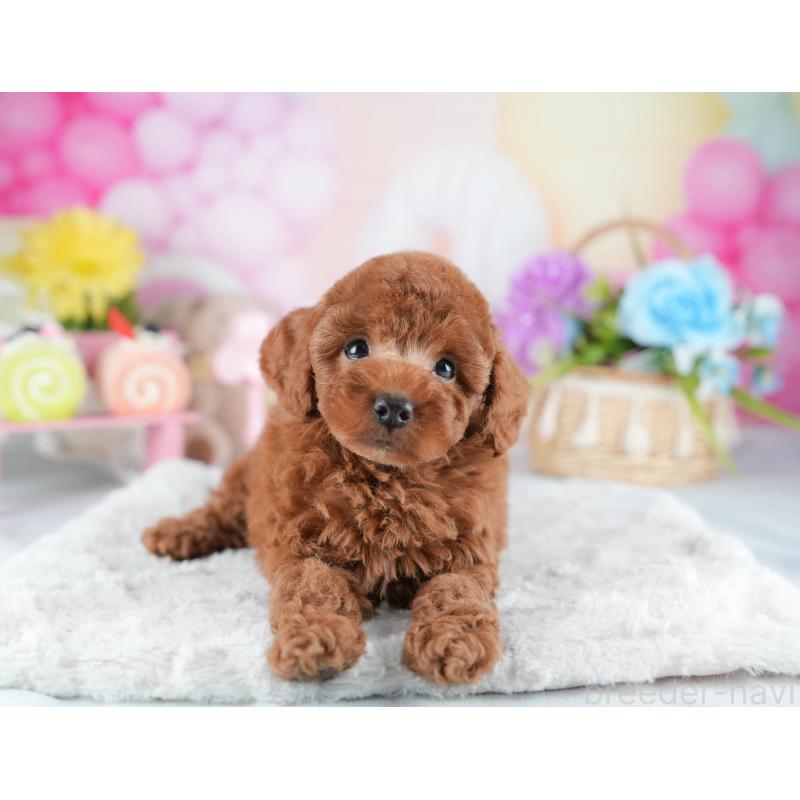 販売中の茨城県のトイプードル-441014の8枚目