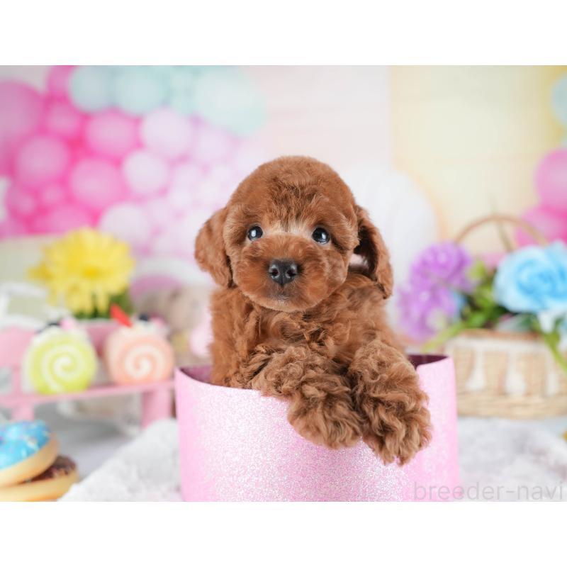 販売中の茨城県のトイプードル-441014の7枚目