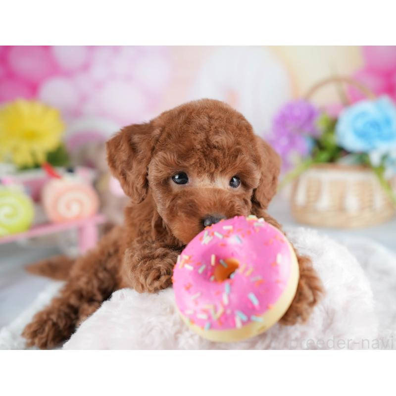 販売中の茨城県のトイプードル-441014の6枚目