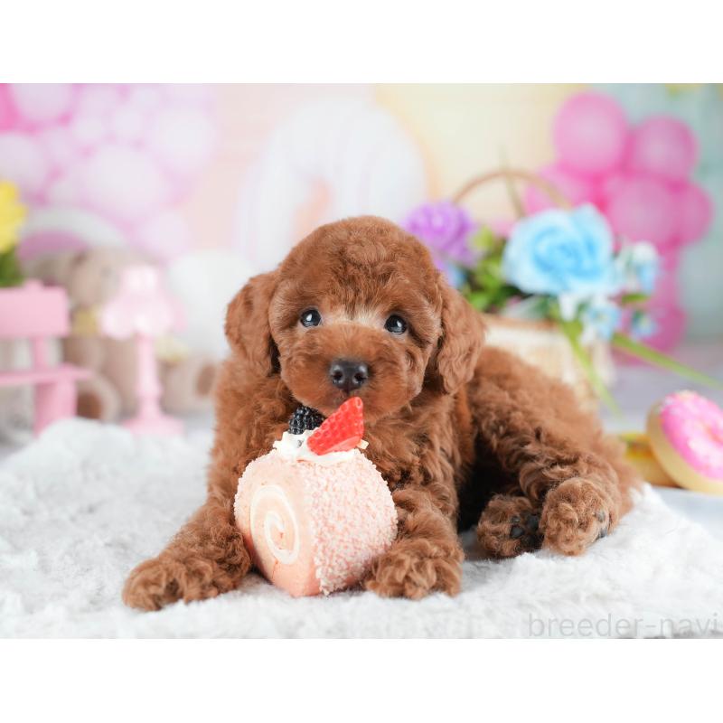 販売中の茨城県のトイプードル-441014の5枚目