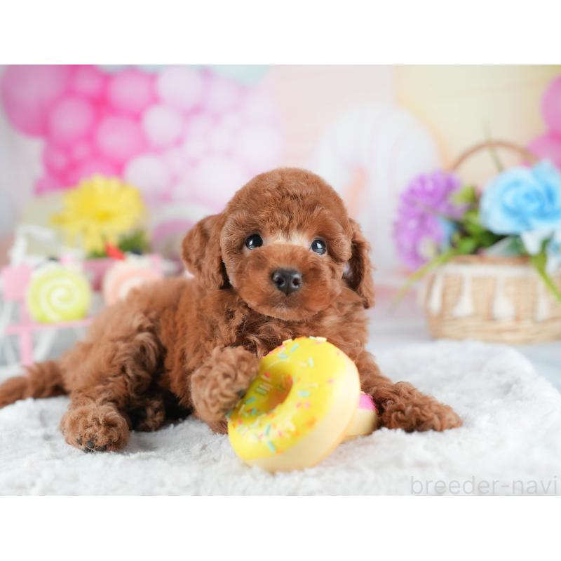 販売中の茨城県のトイプードル-441014の4枚目