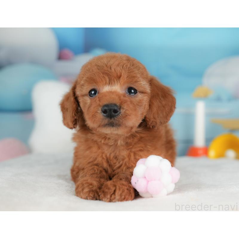 販売中の栃木県のトイプードル-441217