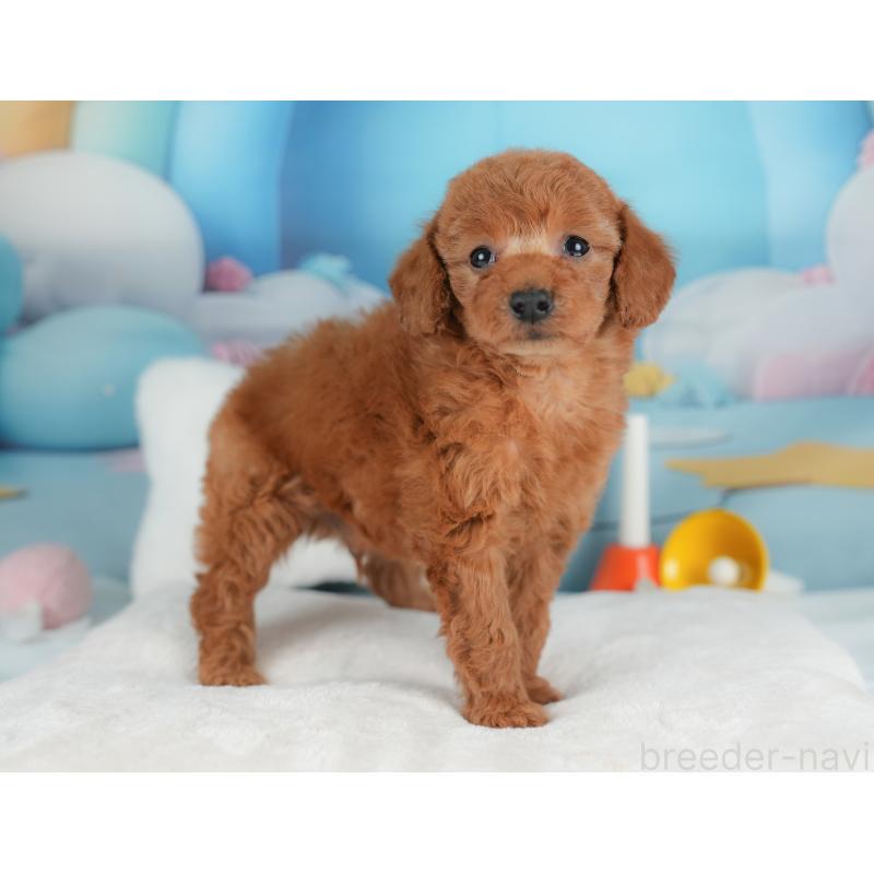 販売中の栃木県のトイプードル-441217の9枚目