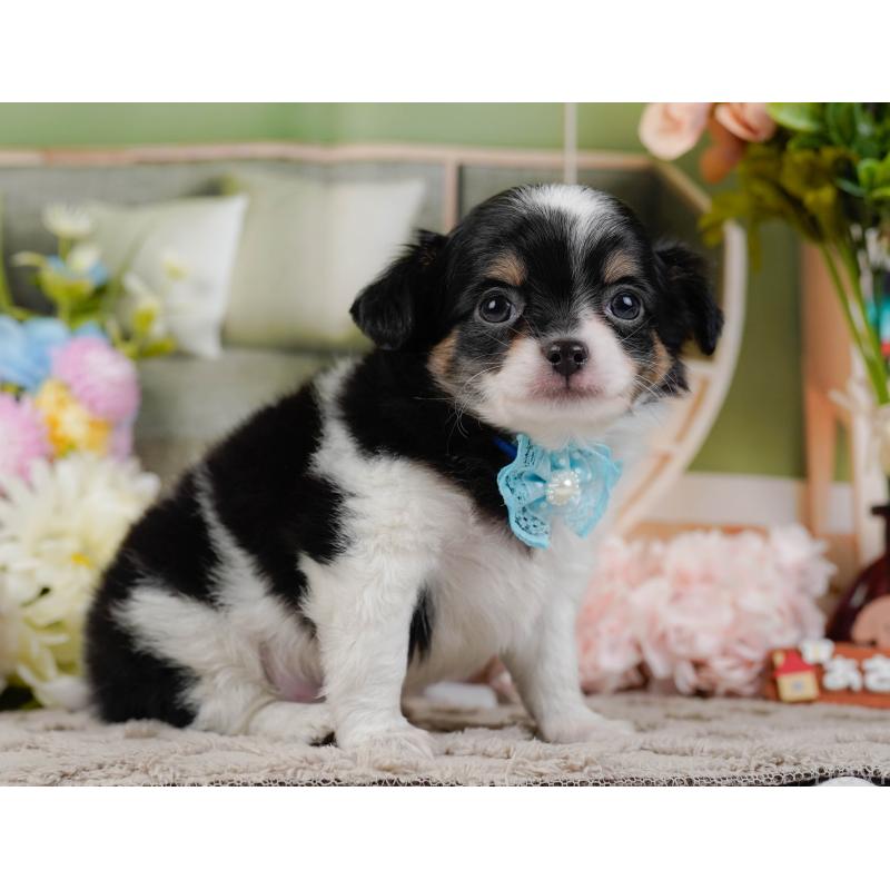 販売中の神奈川県のチワワ(ロングコート)-441124の12枚目