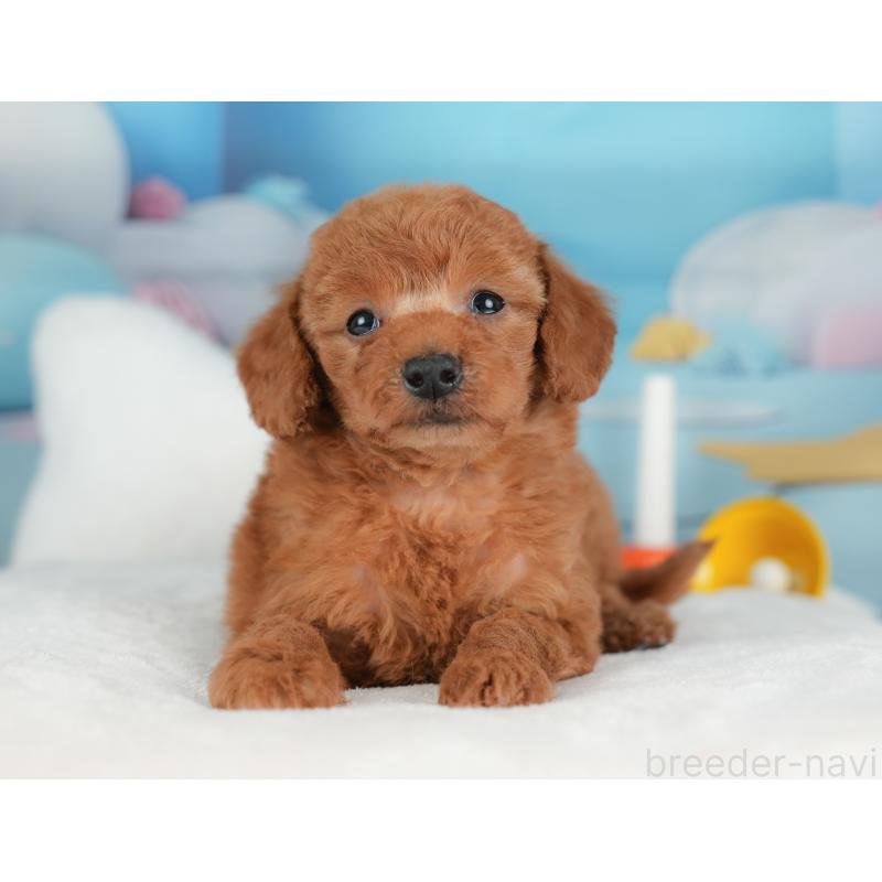 販売中の栃木県のトイプードル-441217の7枚目