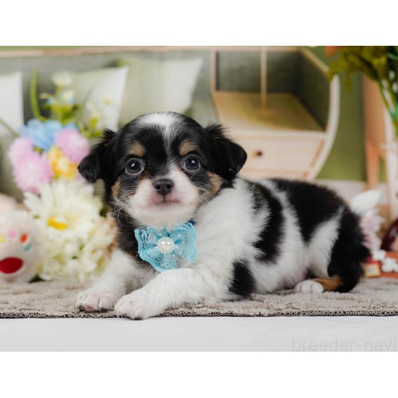 販売中の神奈川県のチワワ(ロングコート)-441124の9枚目