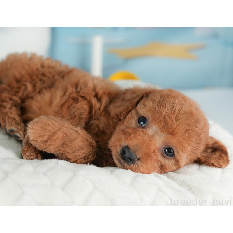 販売中の栃木県のトイプードル-441217の3枚目