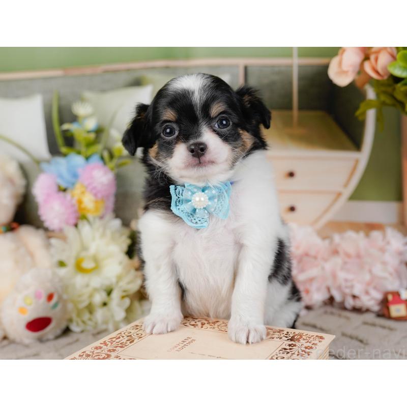 販売中の神奈川県のチワワ(ロングコート)-441124の7枚目