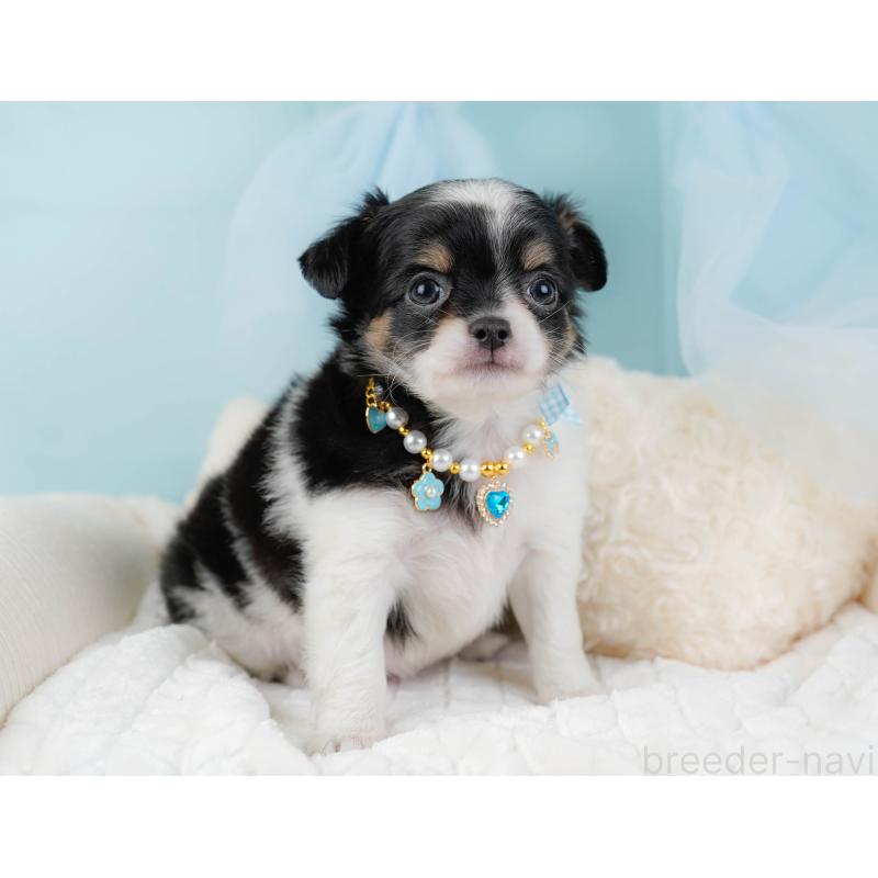 販売中の神奈川県のチワワ(ロングコート)-441124の6枚目