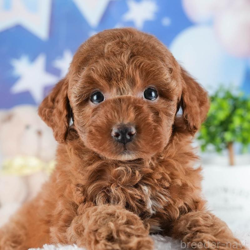 販売中の茨城県のトイプードル-441015の9枚目