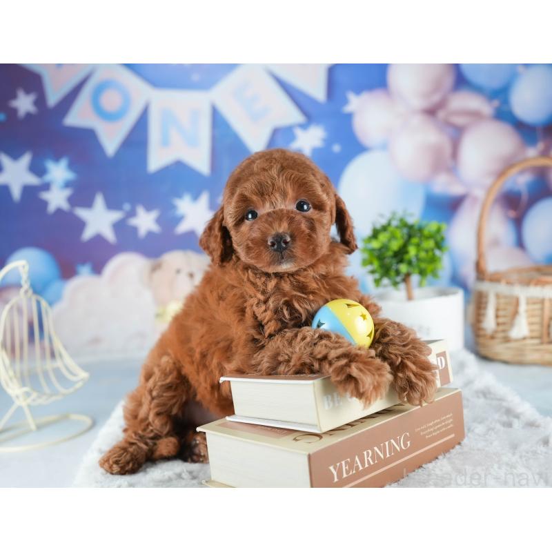 販売中の茨城県のトイプードル-441015の8枚目