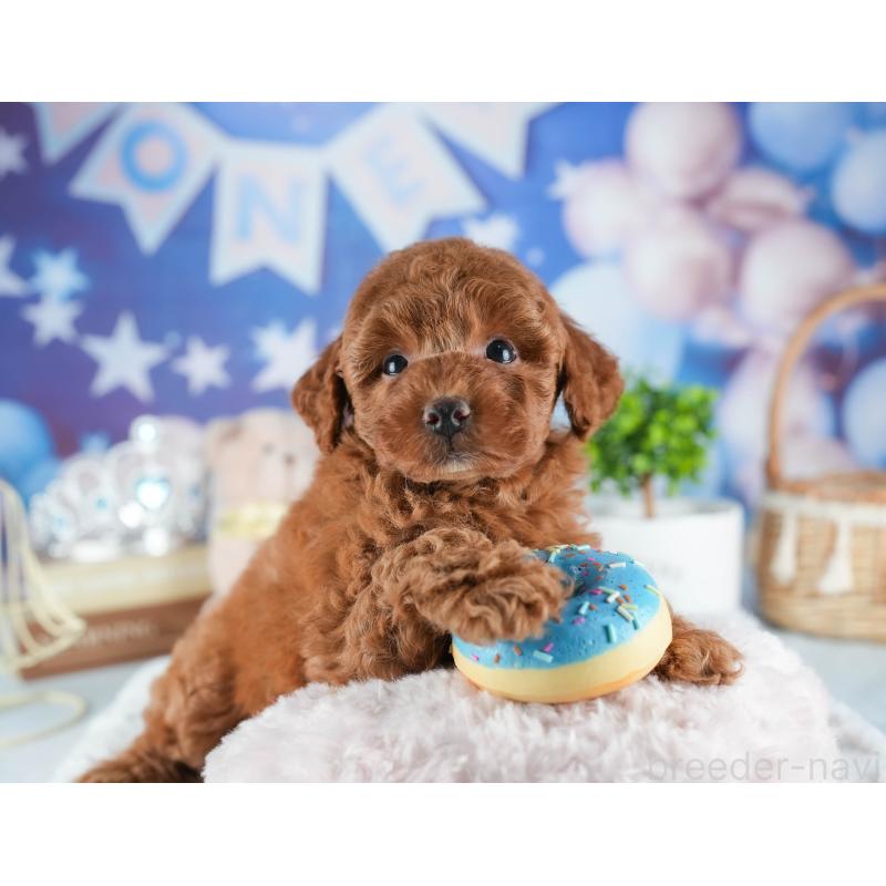 販売中の茨城県のトイプードル-441015の6枚目