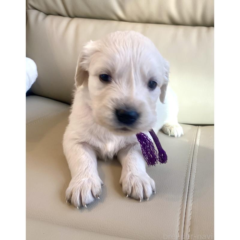 商談中の東京都のゴールデンレトリーバー-440375の77枚目