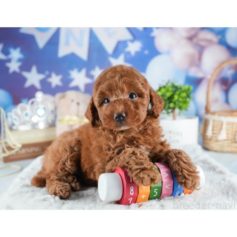 販売中の茨城県のトイプードル-441015の5枚目