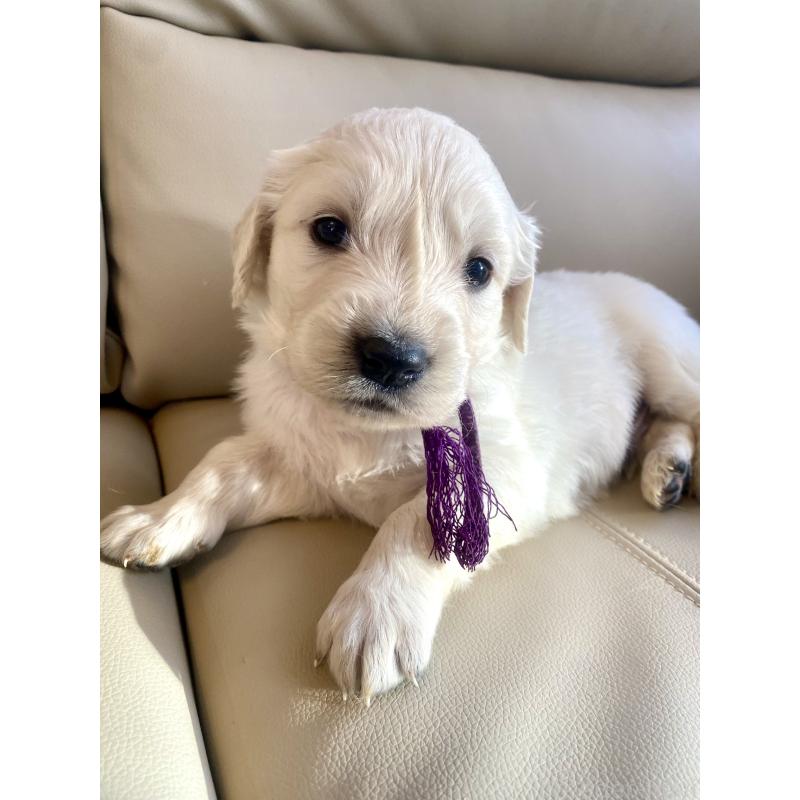 商談中の東京都のゴールデンレトリーバー-440375の76枚目