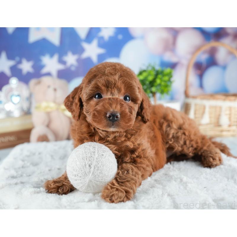 販売中の茨城県のトイプードル-441015の4枚目