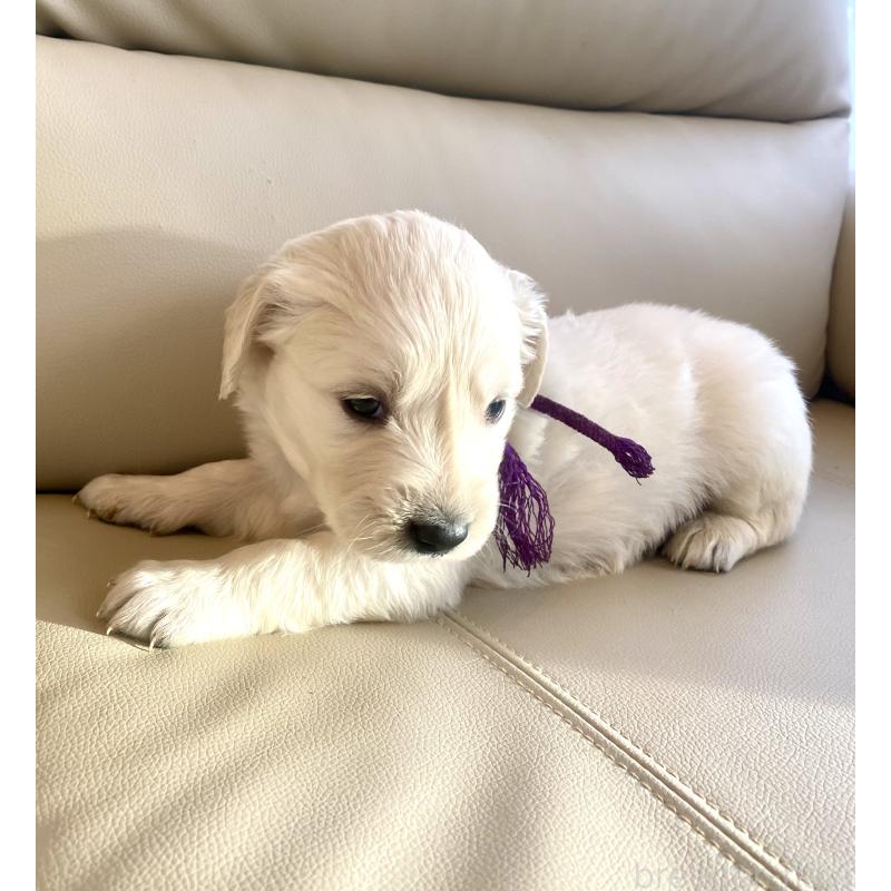 商談中の東京都のゴールデンレトリーバー-440375の75枚目