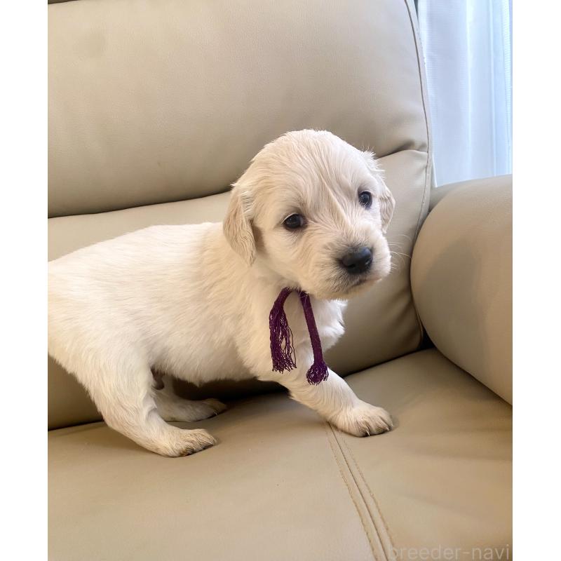 商談中の東京都のゴールデンレトリーバー-440375の73枚目