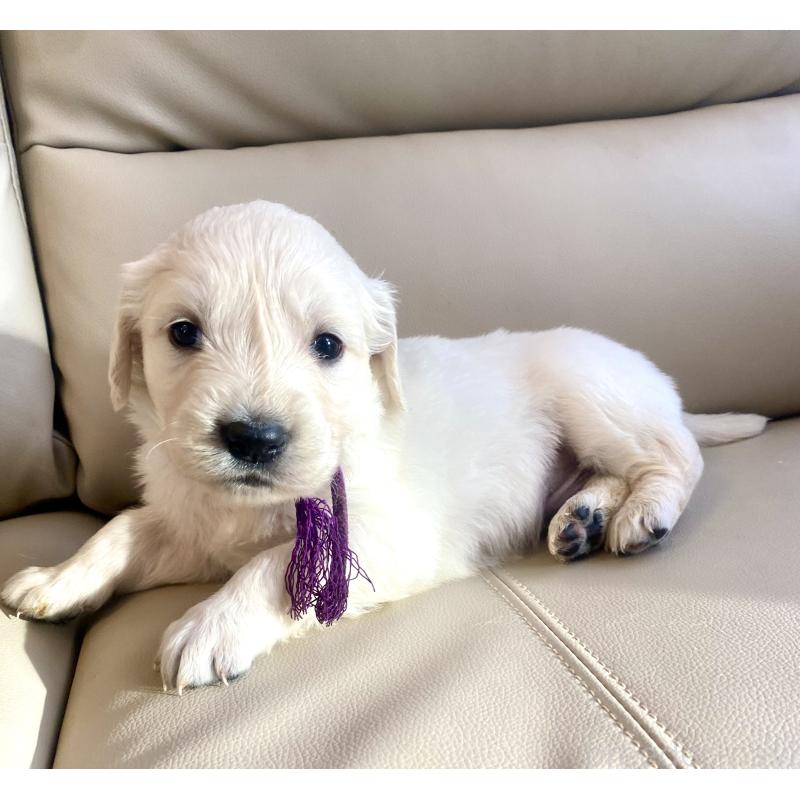 商談中の東京都のゴールデンレトリーバー-440375の72枚目