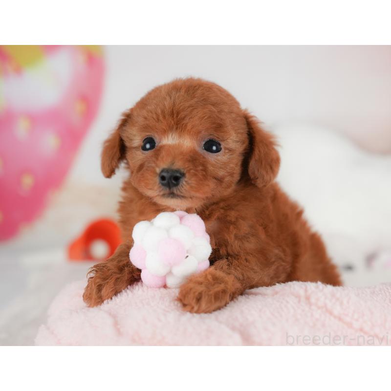 販売中の栃木県のトイプードル-441215