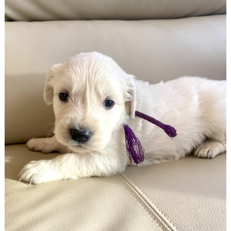 商談中の東京都のゴールデンレトリーバー-440375の71枚目