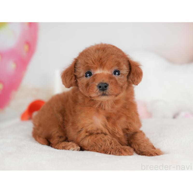 販売中の栃木県のトイプードル-441215の11枚目