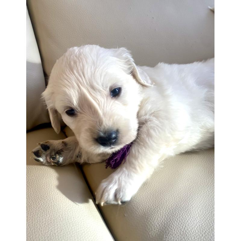 商談中の東京都のゴールデンレトリーバー-440375の70枚目