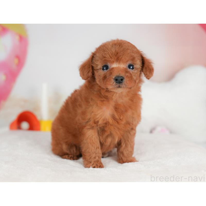 販売中の栃木県のトイプードル-441215の10枚目