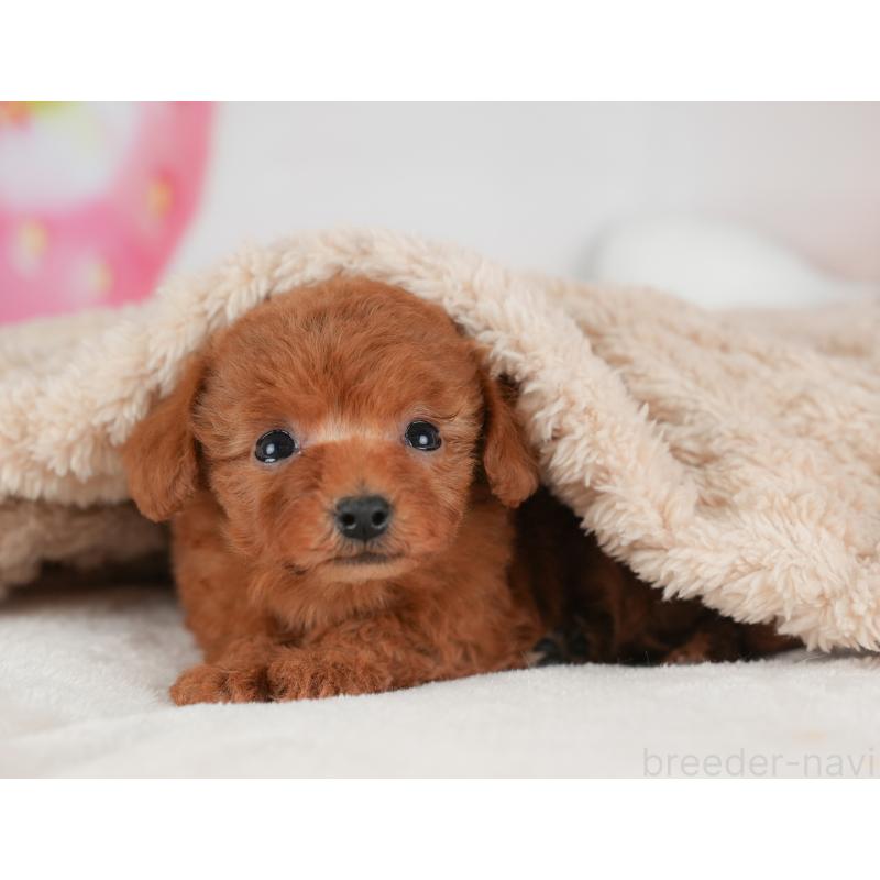 販売中の栃木県のトイプードル-441215の9枚目