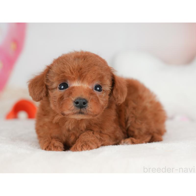 販売中の栃木県のトイプードル-441215の8枚目