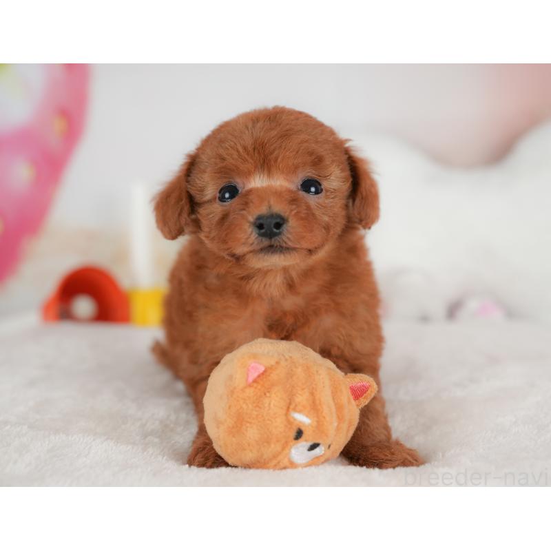 販売中の栃木県のトイプードル-441215の7枚目