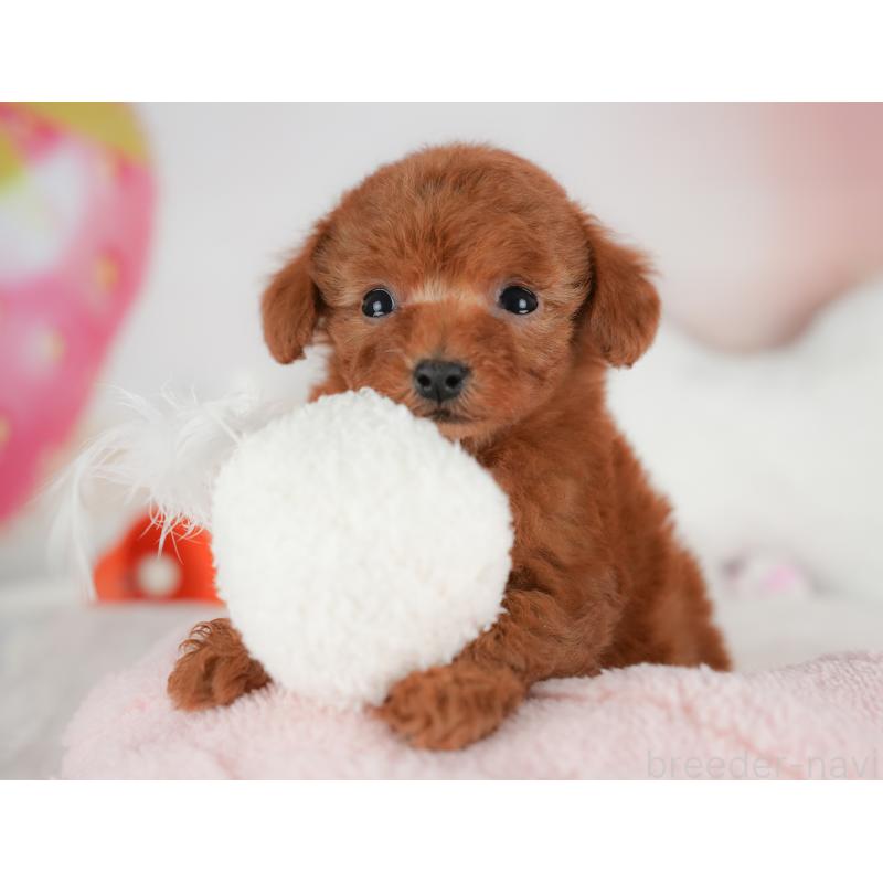 販売中の栃木県のトイプードル-441215の6枚目