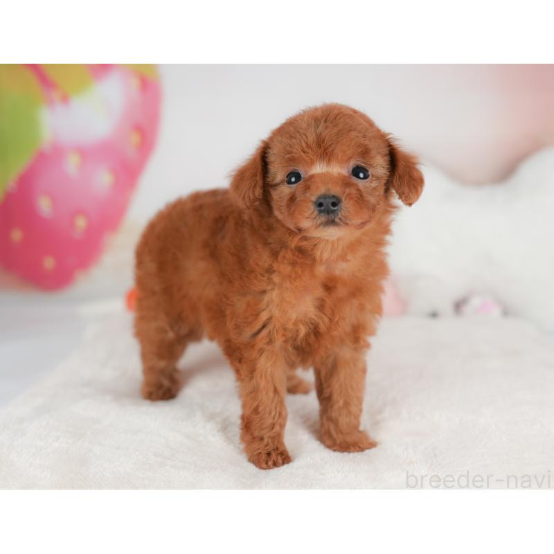 販売中の栃木県のトイプードル-441215の5枚目