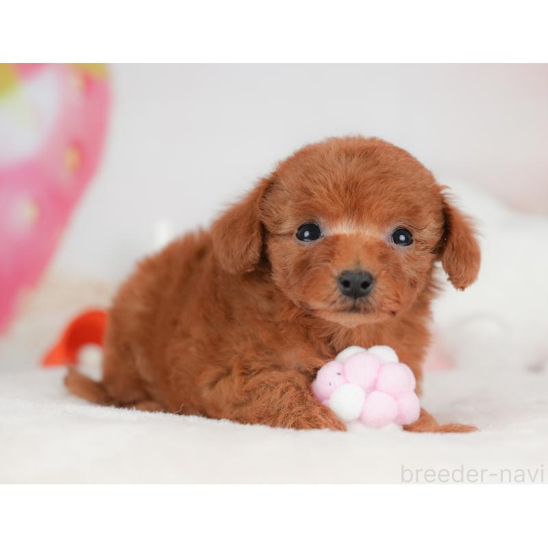 販売中の栃木県のトイプードル-441215の4枚目