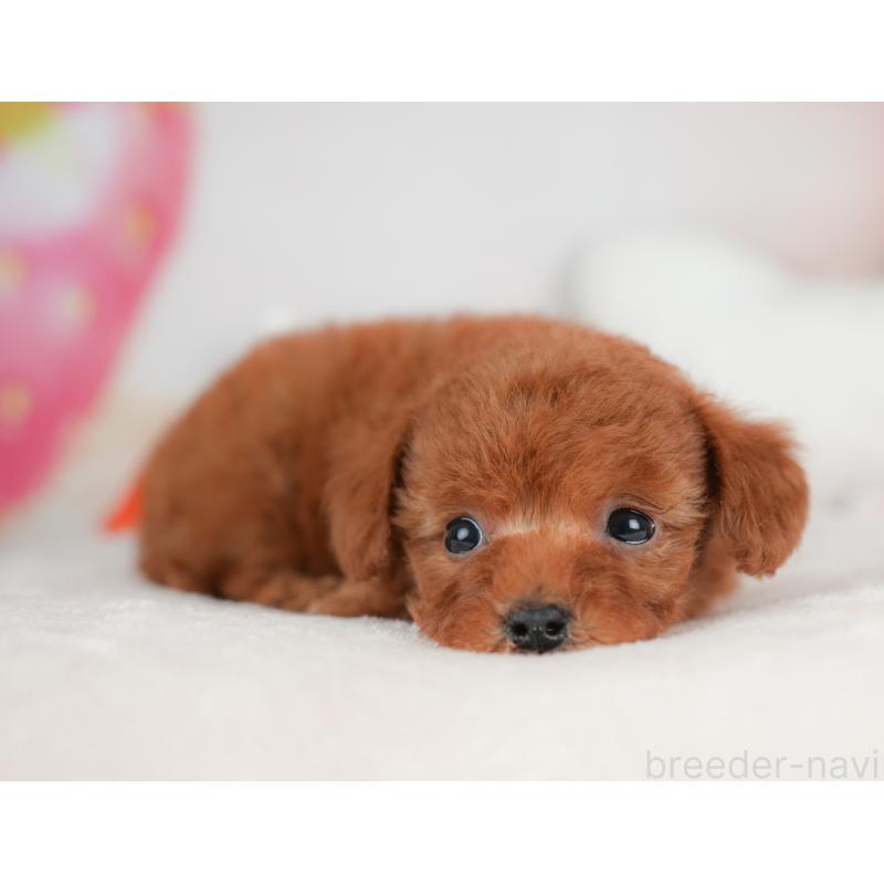 販売中の栃木県のトイプードル-441215の3枚目