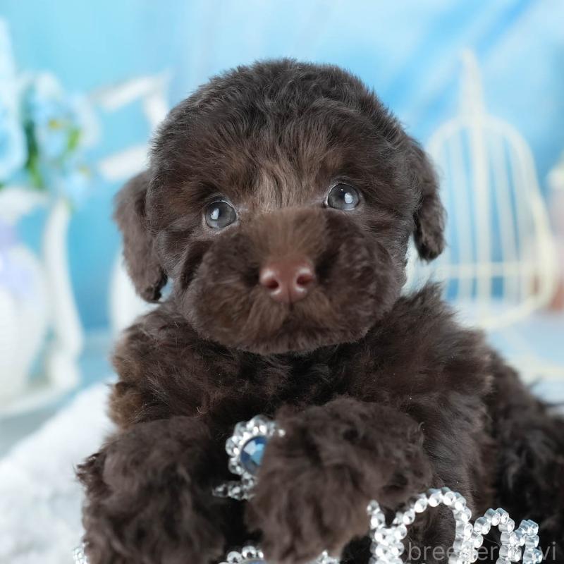 販売中の茨城県のトイプードル-441018