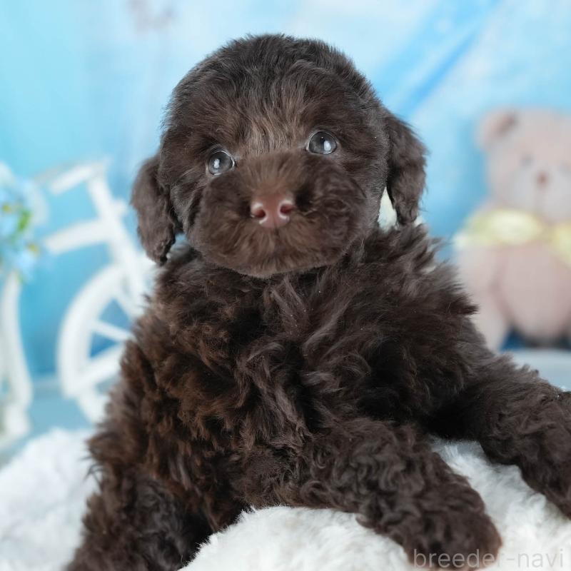 販売中の茨城県のトイプードル-441018の8枚目