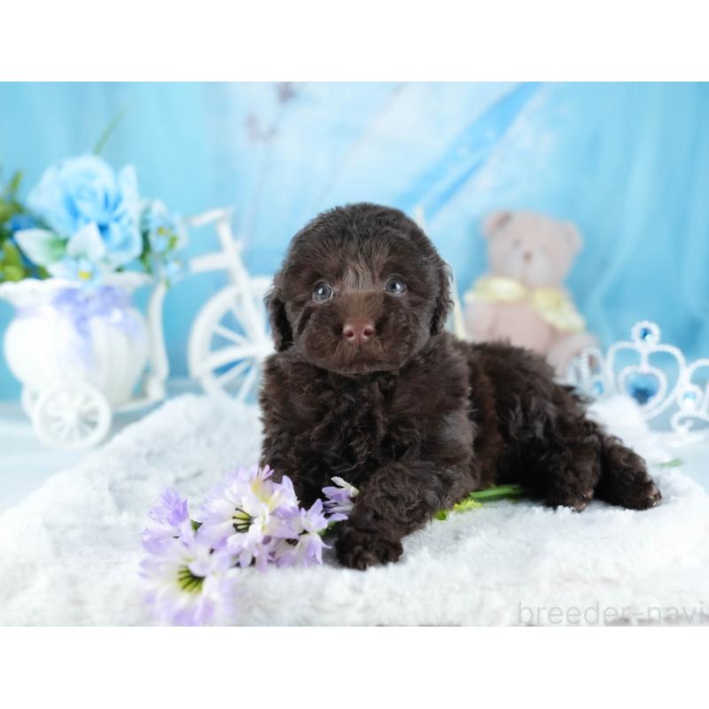 販売中の茨城県のトイプードル-441018の7枚目